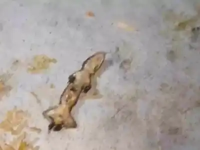 Lizard Seen at Mehfil Family Restaurant in Ibrahimpatnam
