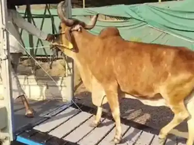 Police and GHMC remove stray cattle from Secunderabad streets