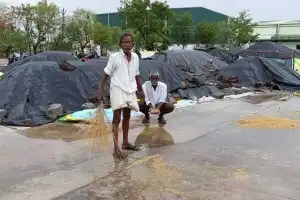 Rain Soaks Paddy at Buying Centres Again