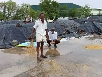 Rain Soaks Paddy at Buying Centres Again