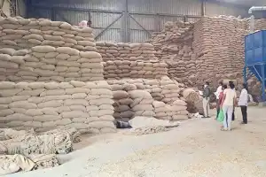 Telangana faces Rs 510 crore loss as paddy spoils in mills