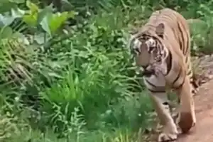 Tourists Excited by Tiger Sighting in Nallamala Forest