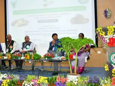 Tuber crops can help ensure national food security