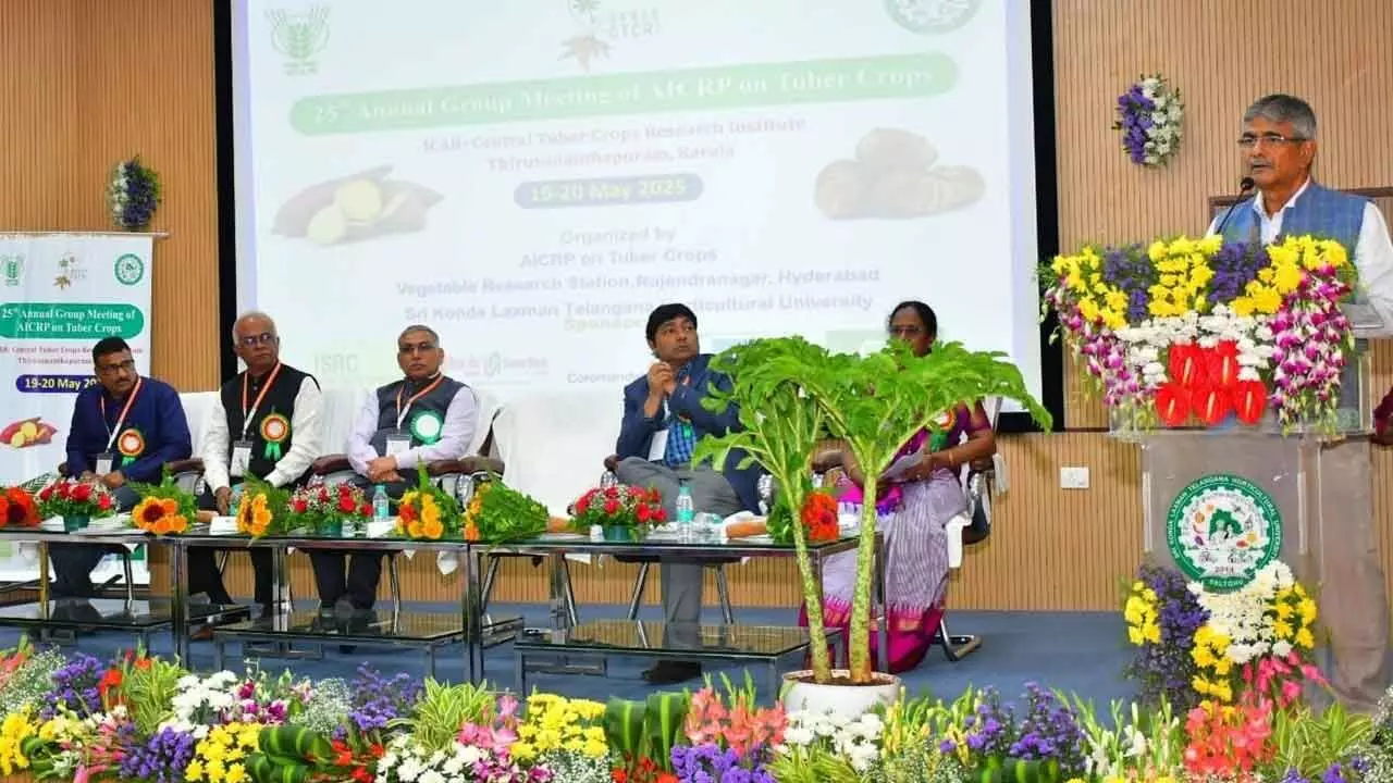 Tuber crops can help ensure national food security
