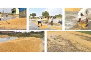 Unseasonal rains damage crops in Nagarkurnool