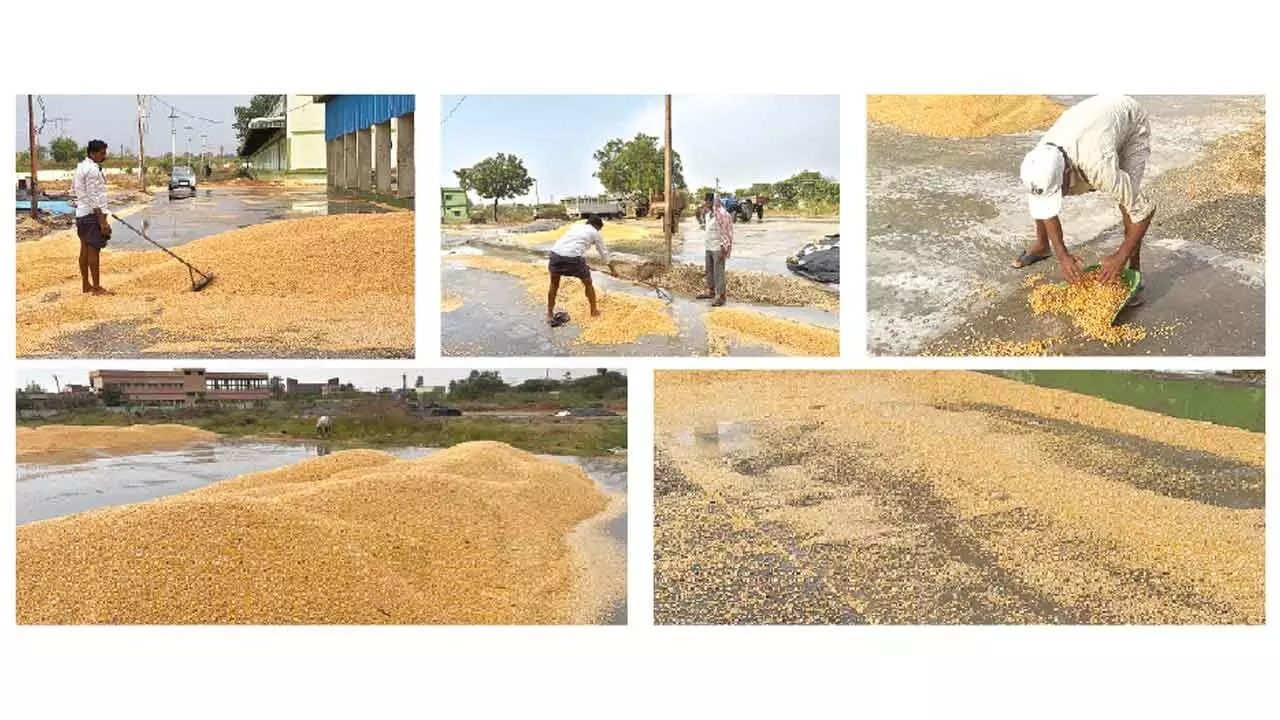 Unseasonal rains damage crops in Nagarkurnool