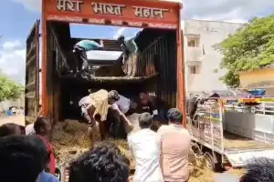 Authorities Seize Over 70 Illegally Transported Cattle Near Pullur Toll Plaza