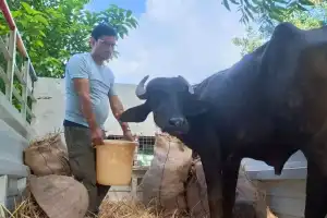 Buffalo calf saved from being sacrificed