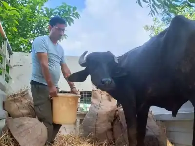 Buffalo calf saved from being sacrificed