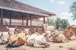 CM Revanth urges for a complete cow protection plan
