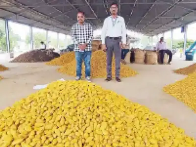 Experts visit fields to get GI tag for Armoor Turmeric