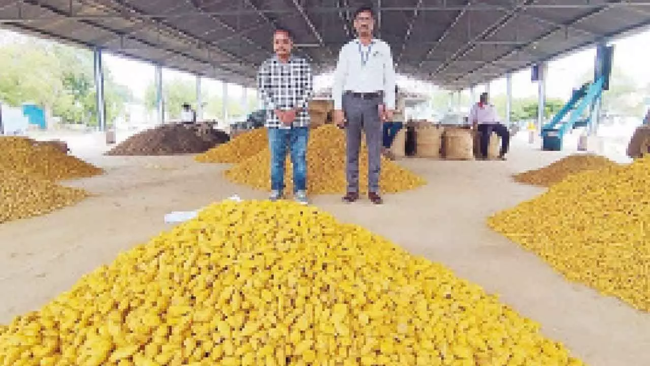 Experts visit fields to get GI tag for Armoor Turmeric