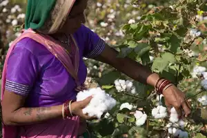 Farmers from BCI recognized worldwide