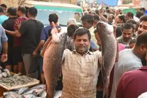 Fish buyers crowd markets on Mrigasira Karte