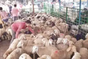 Hyderabad livestock traders allege extortion before Bakrid