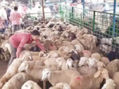 Hyderabad livestock traders allege extortion before Bakrid