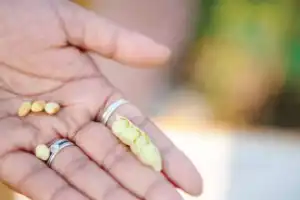 ICRISAT creates first heat-resistant pigeon pea using fast breeding
