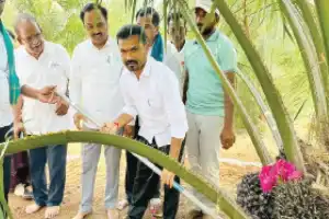 Legislator urges more oil palm farming