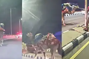 Man rides camel on PVNR highway