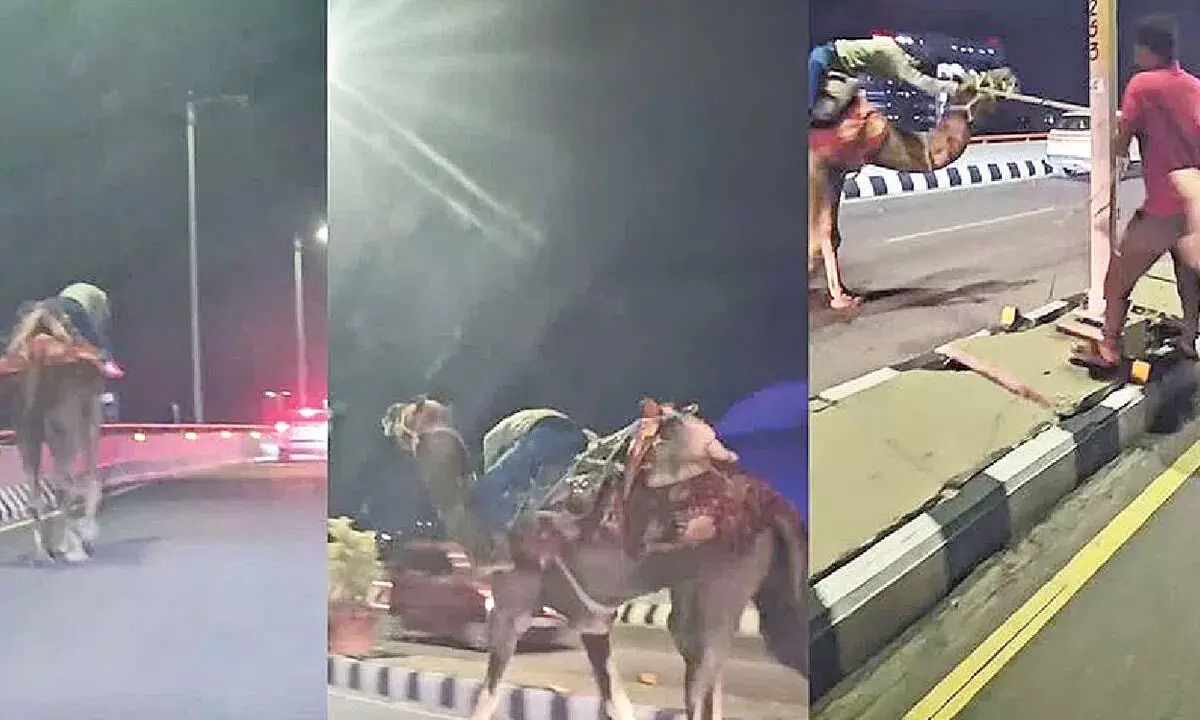 Man rides camel on PVNR highway