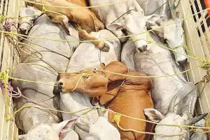 Police and welfare groups rescue 2,000 cattle