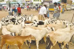 Sheep prices rise sharply before Bakrid