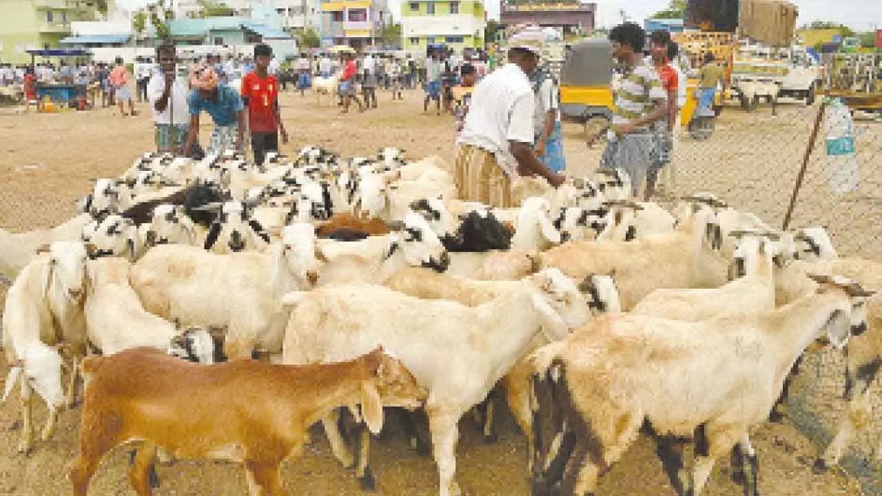Sheep prices rise sharply before Bakrid