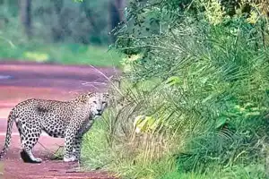 Tourists excited by leopard sighting in Nallamala