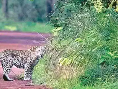 Tourists excited by leopard sighting in Nallamala