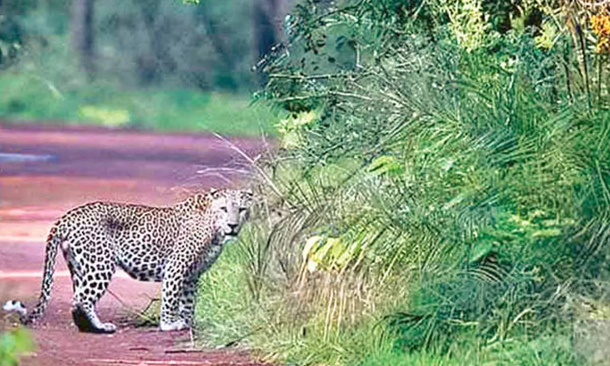 Tourists excited by leopard sighting in Nallamala