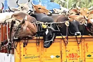Vigilantes ignore warnings and stop livestock vehicles