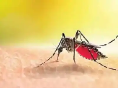 Citizens urged to take action against dengue risk