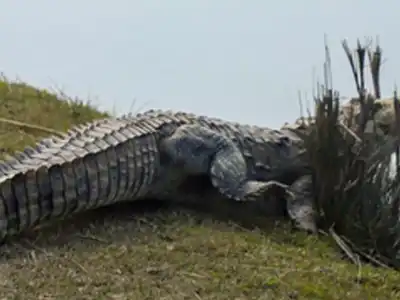 Crocodile Sightings Near Musi River Worry Locals