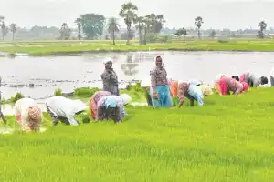 Farmers excited as floodwater fills tanks and ponds