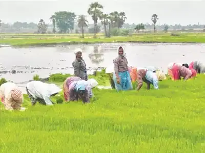 Farmers excited as floodwater fills tanks and ponds