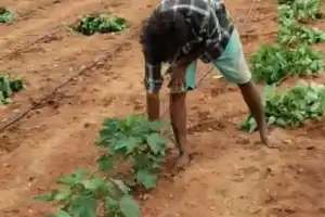 Farmers in Jogulamba Gadwal District Struggle Due to Organizers’ Lies