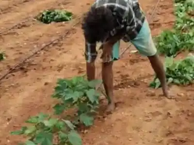 Farmers in Jogulamba Gadwal District Struggle Due to Organizers’ Lies