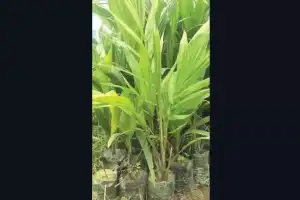 Government plans to plant 4.7 million palm and toddy saplings in tree-planting drive