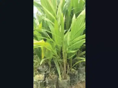 Government plans to plant 4.7 million palm and toddy saplings in tree-planting drive