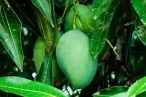 Horticulture Officer Advises Farmers to Prune Mango Trees in June-July