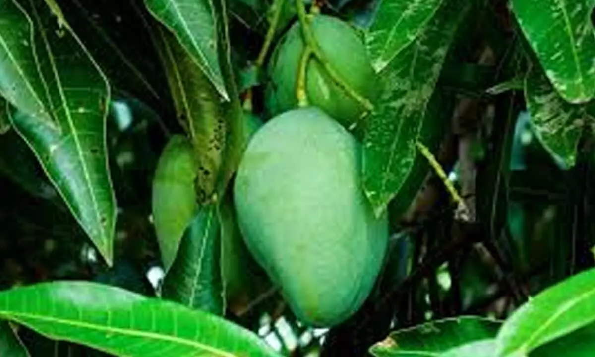 Horticulture Officer Advises Farmers to Prune Mango Trees in June-July