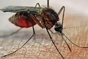 Mosquito Menace Grips Tolichowki and Mehdipatnam : Residents Demand Immediate GHMC Action