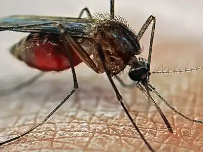 Mosquito Menace Grips Tolichowki and Mehdipatnam : Residents Demand Immediate GHMC Action