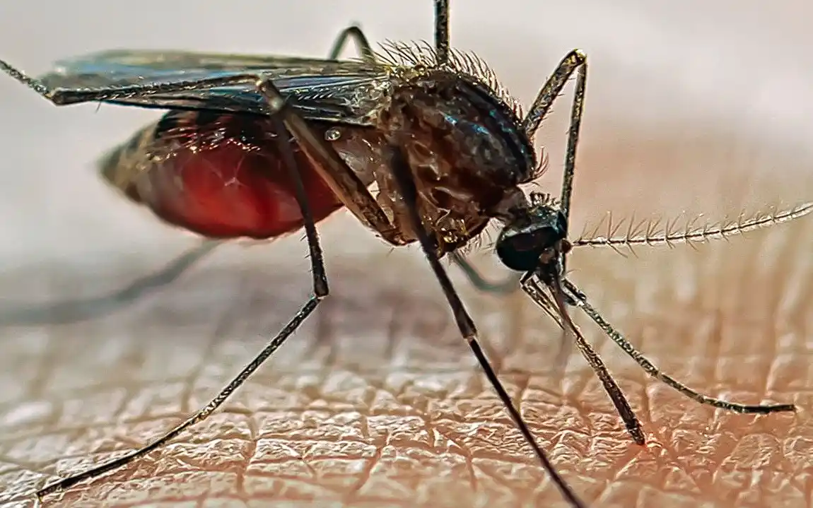 Mosquito Menace Grips Tolichowki and Mehdipatnam : Residents Demand Immediate GHMC Action