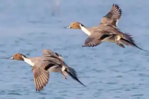 Study finds many bird species in State