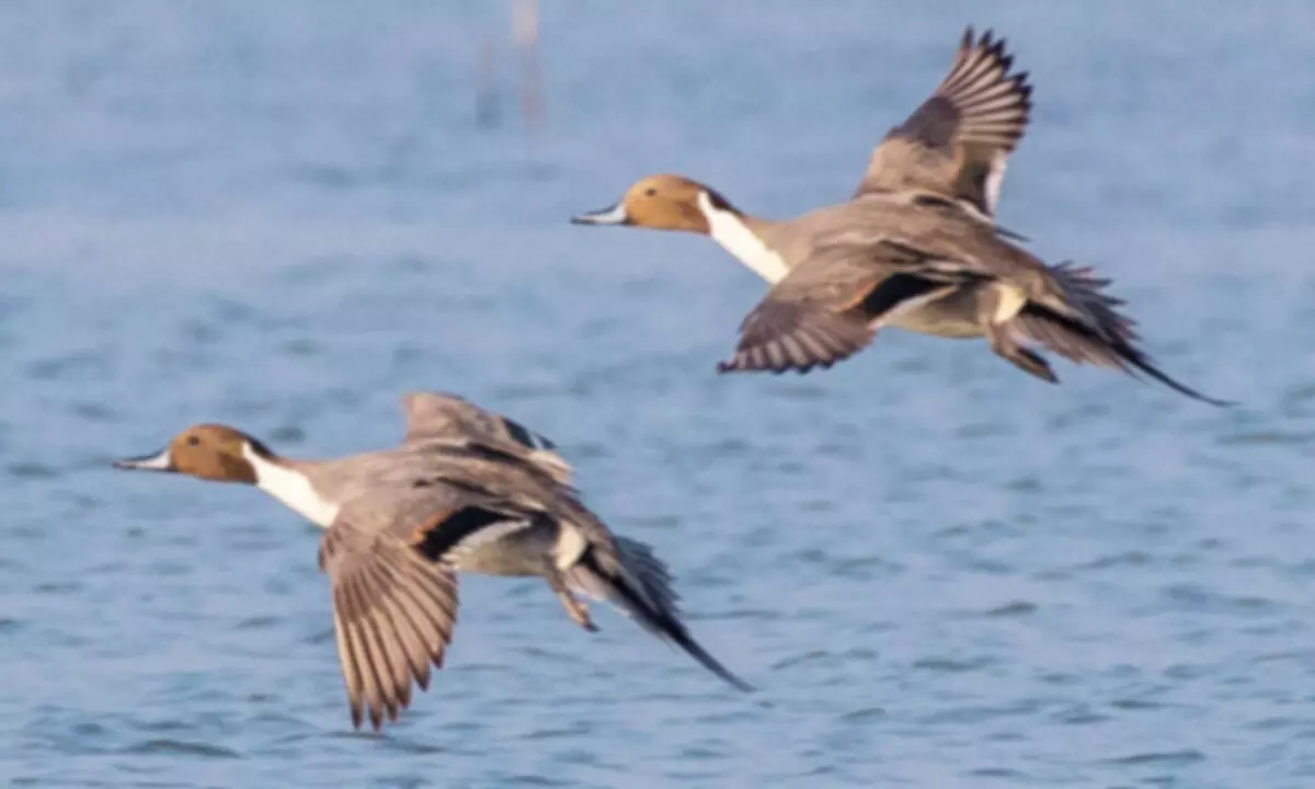 Study finds many bird species in State