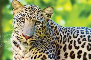 Two leopards seen at RCI Balapur