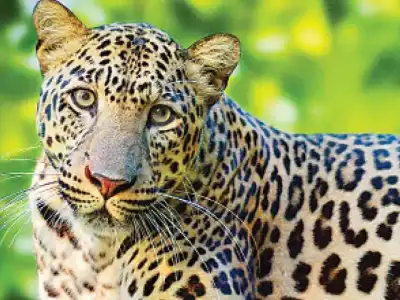 Two leopards seen at RCI Balapur