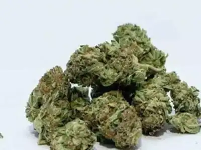 Gadwal Police Arrest Three with 1.6 Kg of Ganja, Break Supply Network