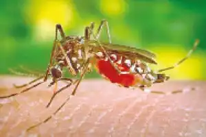 Health experts ask government to require dengue reporting